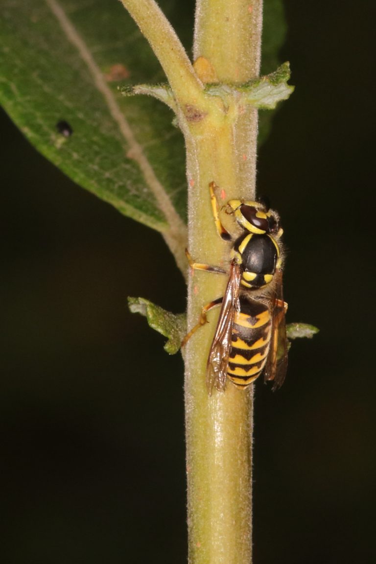 Polistes Chinensis