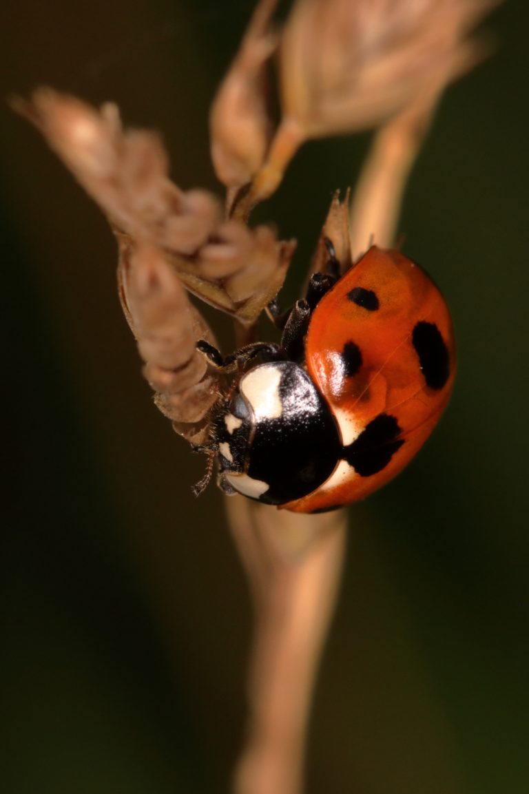 Coccinelle