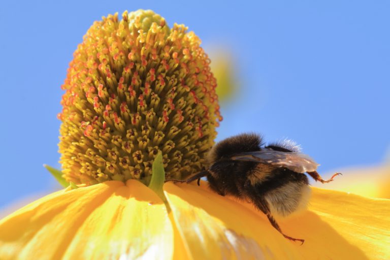 Fleur et bourdon