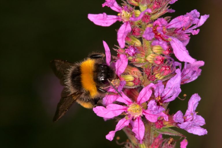 Abeille et fleurs