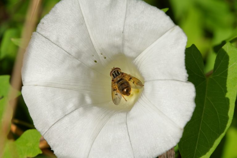 Insecte et fleur