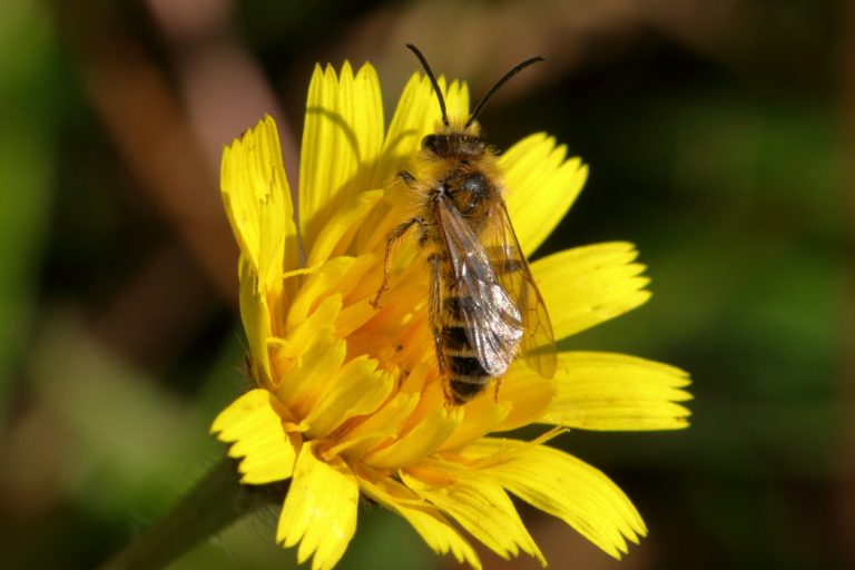 Insecte et fleur