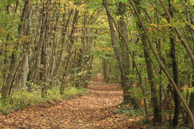 Chemin en Foret