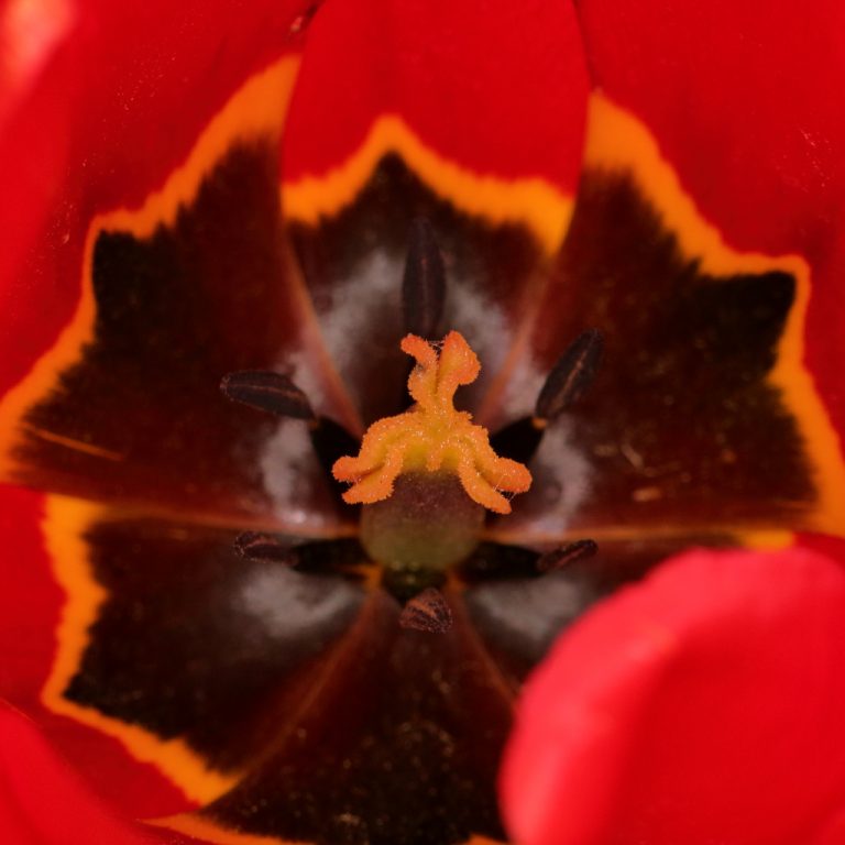 Tulipe