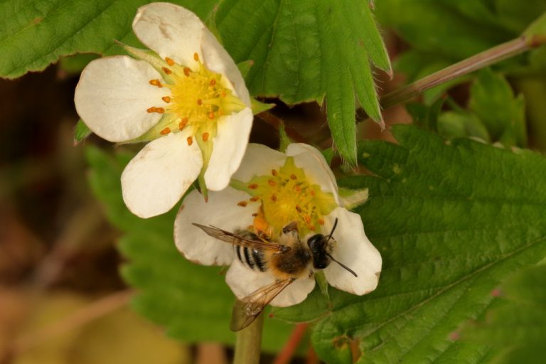 Andrena gravida