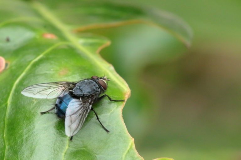 Mouche bleue