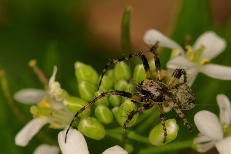 Gibbaranea gibbosa