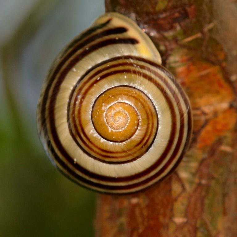 Escargot