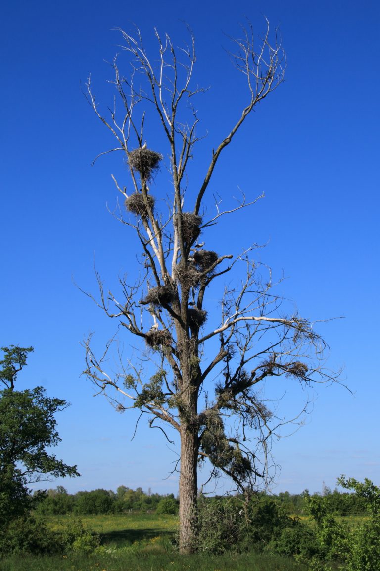 Arbre aux cigognes