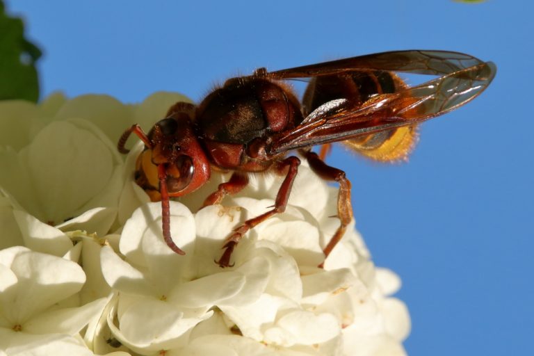 Frelon européen