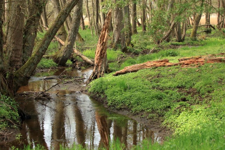 Coin de foret