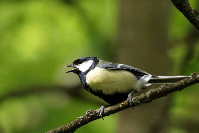 Mésange charbonière