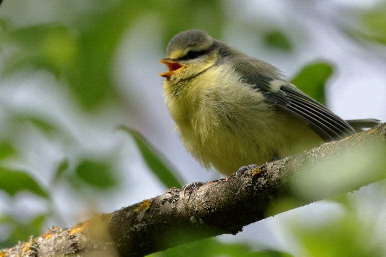 Mésange bleue