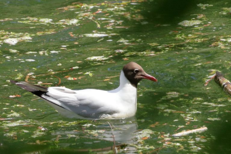 Mouette rieuse