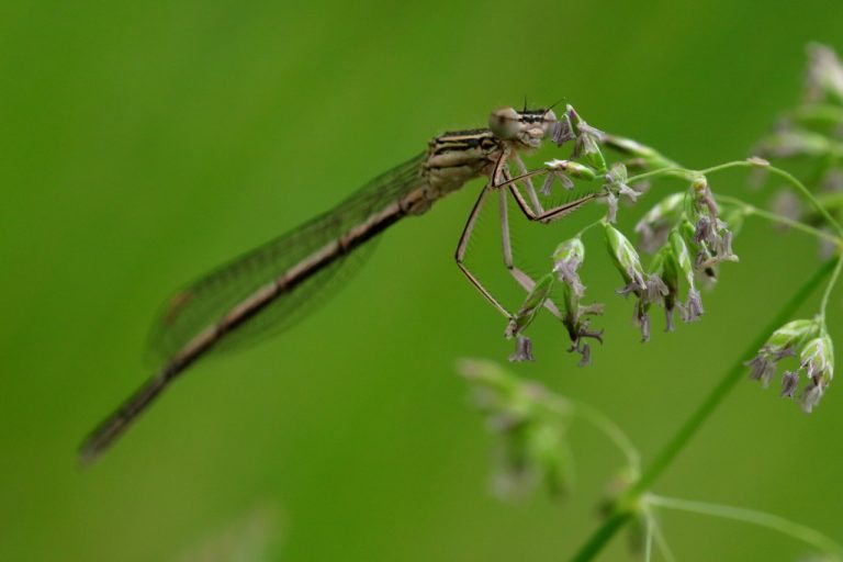 Agrion à larges pattes