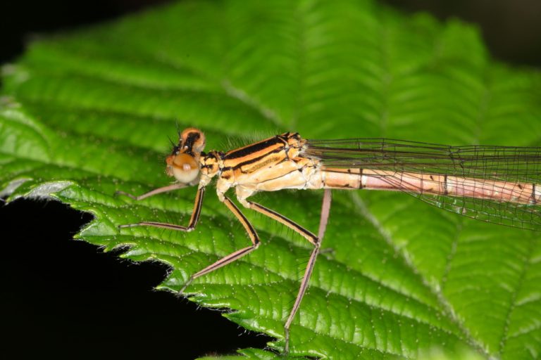 Agrion à larges pattes