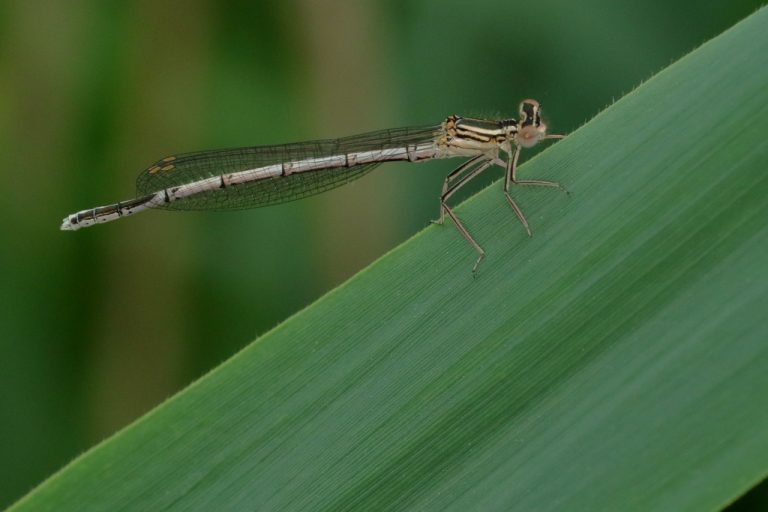 Agrion à larges pattes