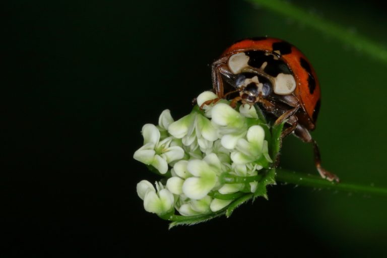 Coccinelle