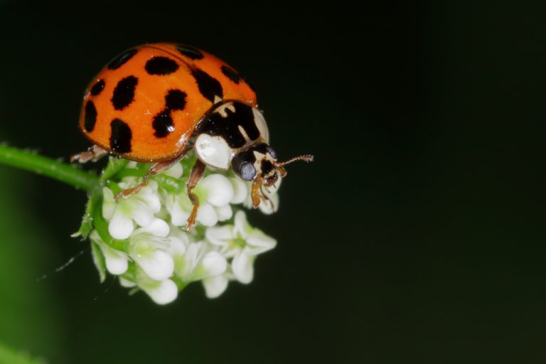 Coccinelle