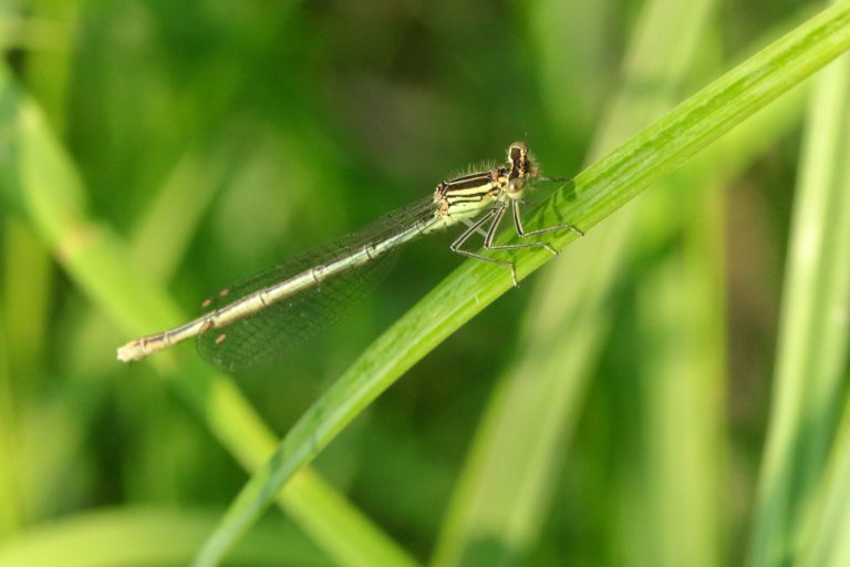 Agrion à larges pattes