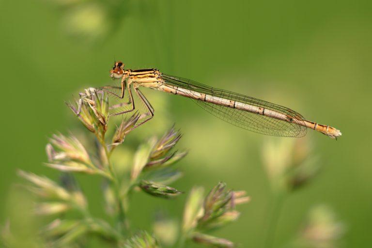 Agrion à larges pattes