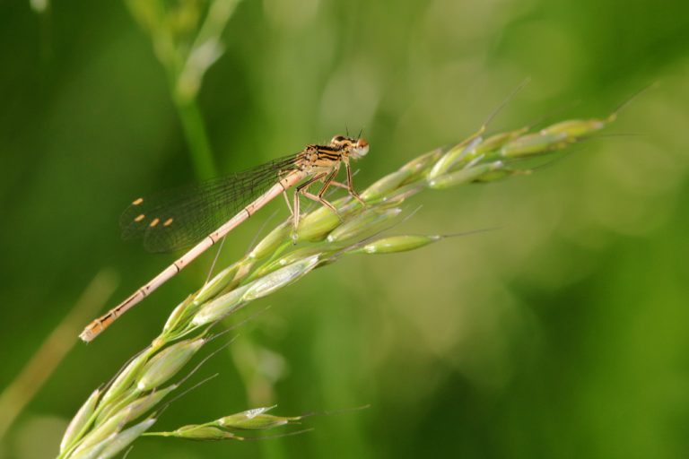 Agrion à larges pattes