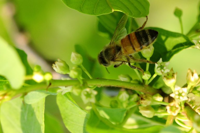 Abeille domestique