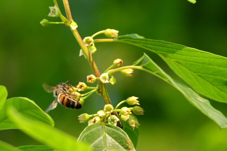 Abeille domestique