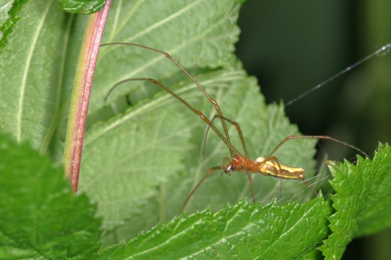 Araignée