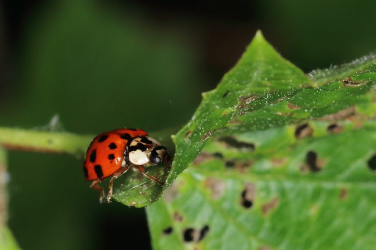 Coccinelle asiatique