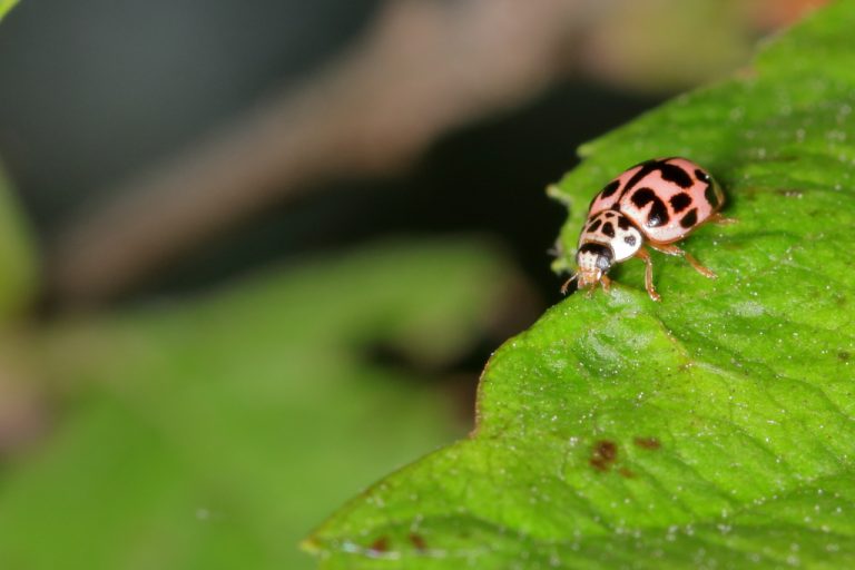 Coccinelle Rose