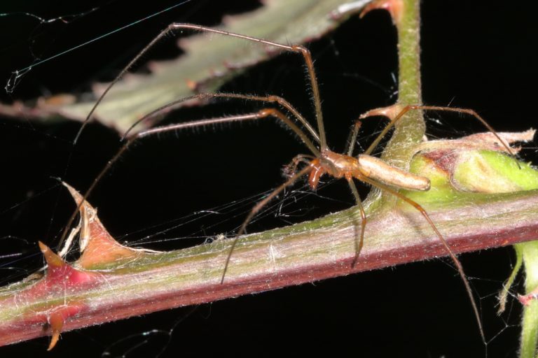 Tetragnatha