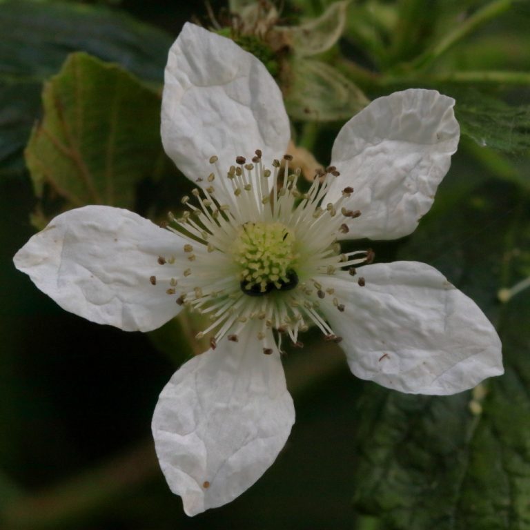 Fleur froissée