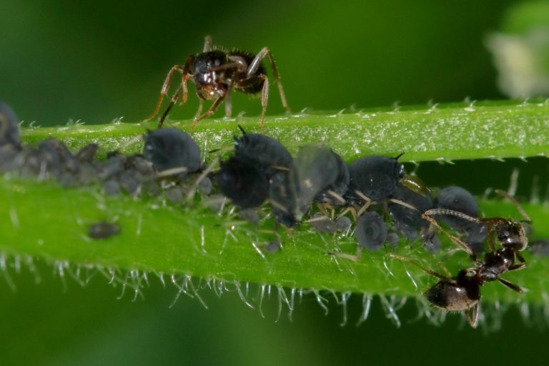 Fourmis et pucerons