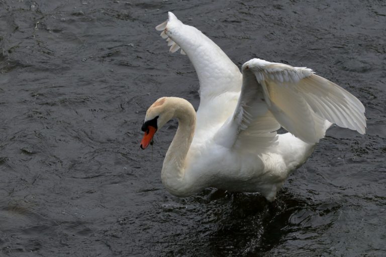 Cygne