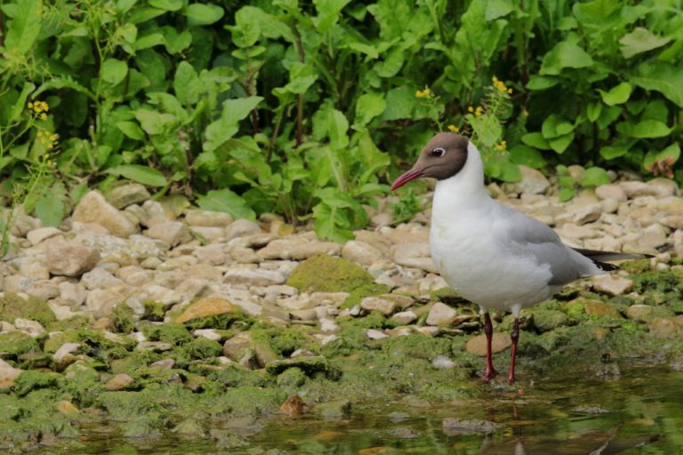 Mouette Rieuse