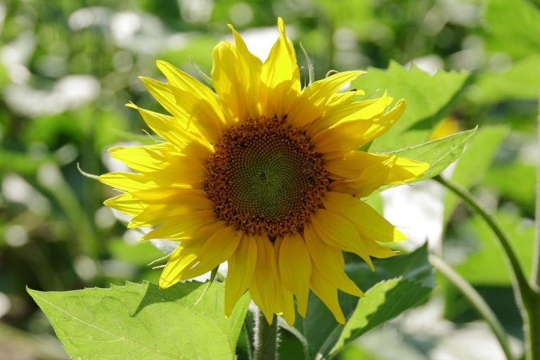 Tournesol