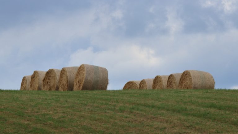 Les rouleaux de printemps