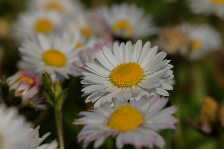 Marguerites