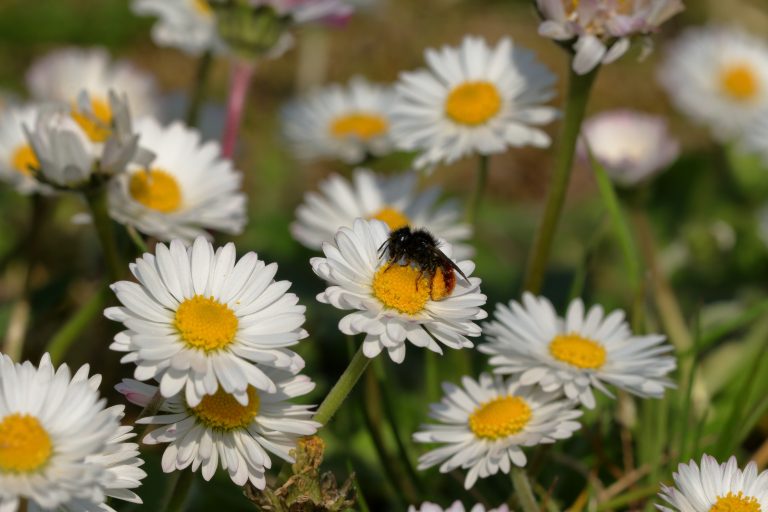 Marguerites et abeille