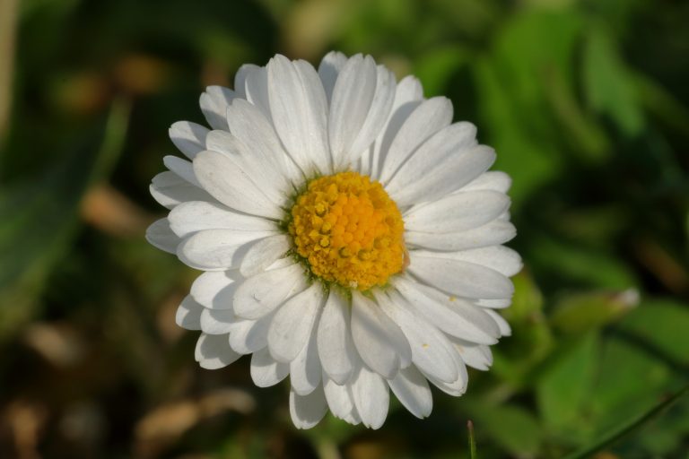 Marguerite