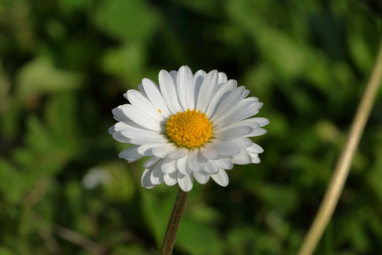 Marguerite