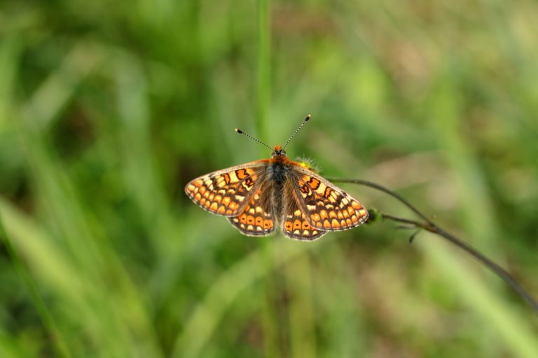 Papillon