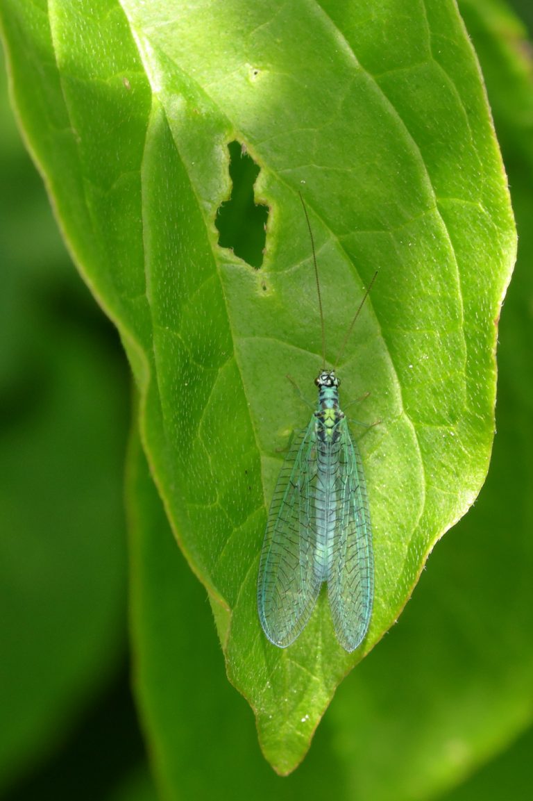 Chrysope Verte