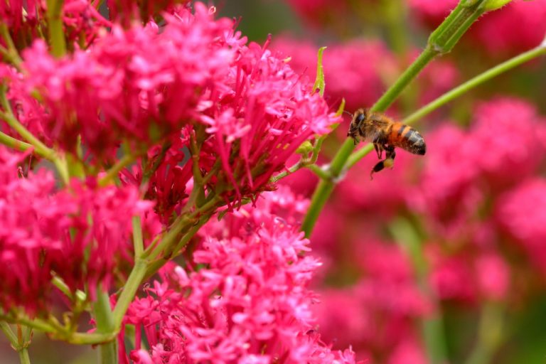 Fleur et abeille