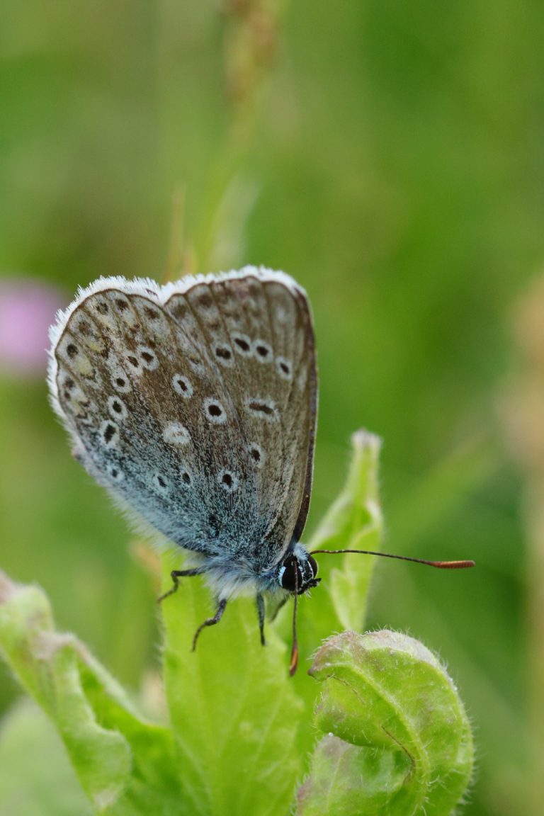 Papillon