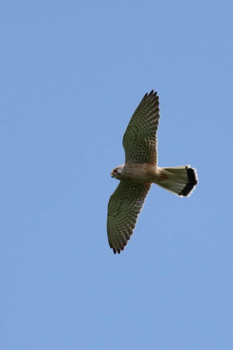 Faucon crécerelle