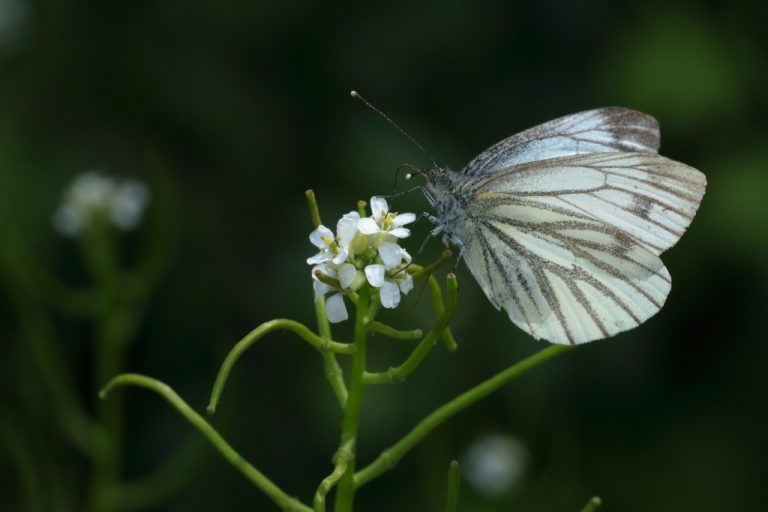 Papillon