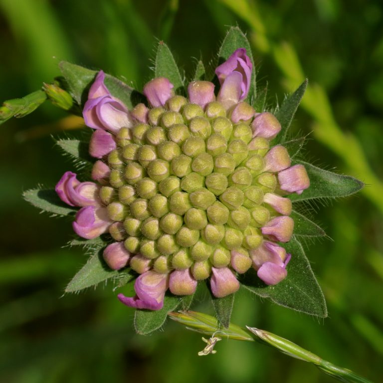 Fleur