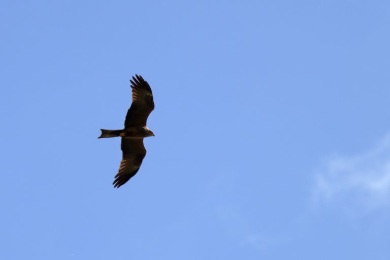 Rapace